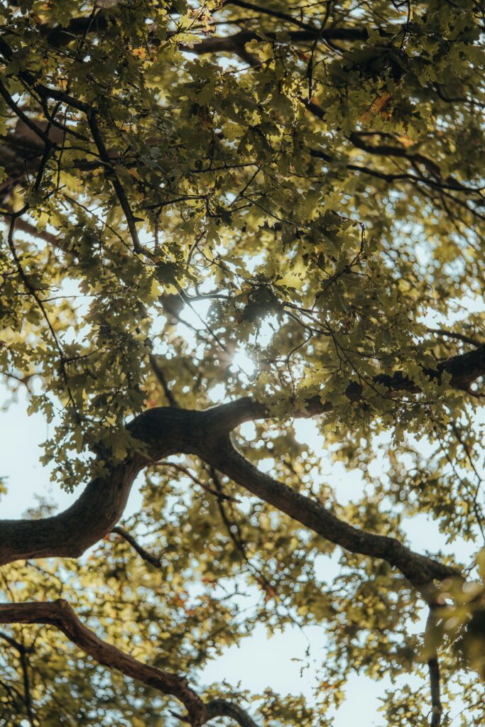 Sunlight filters through the green leaves and branches of an oak tree.