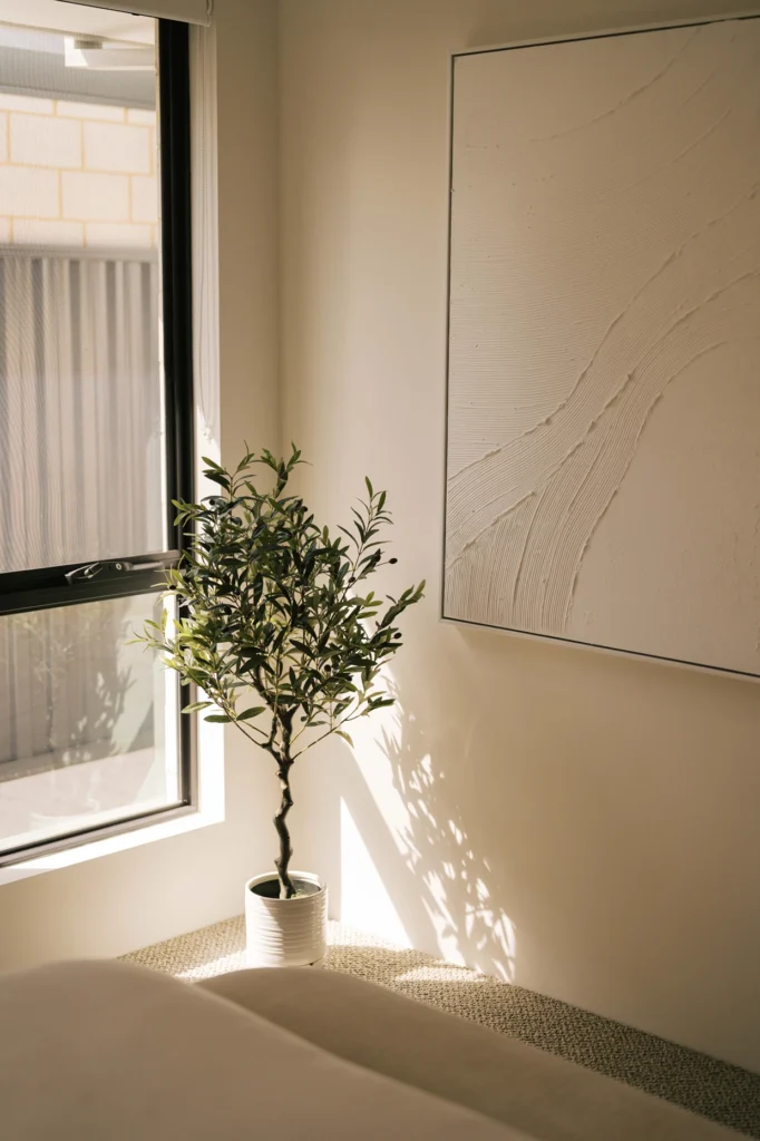 A potted olive tree sits near a window with sunlight casting shadows on the wall and floor.